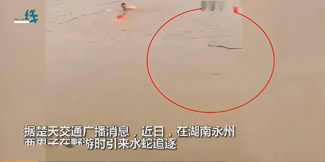 永州两男子游泳引来水蛇追逐 画面一度十分危险
