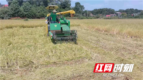 降低倒伏水稻机收损失率，湖南又一新项目顺利通过验收