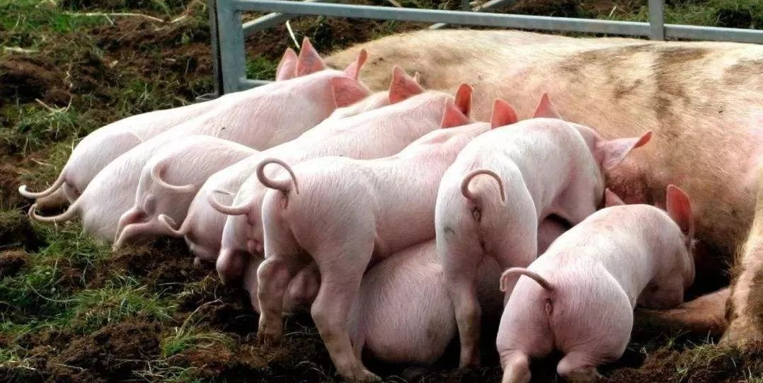 湖南自主培育的第二个国家级生猪新品种获得成功
