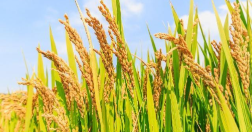 早稻收购进入高峰期 至8月上旬，湖南早稻收购已入库50万吨
