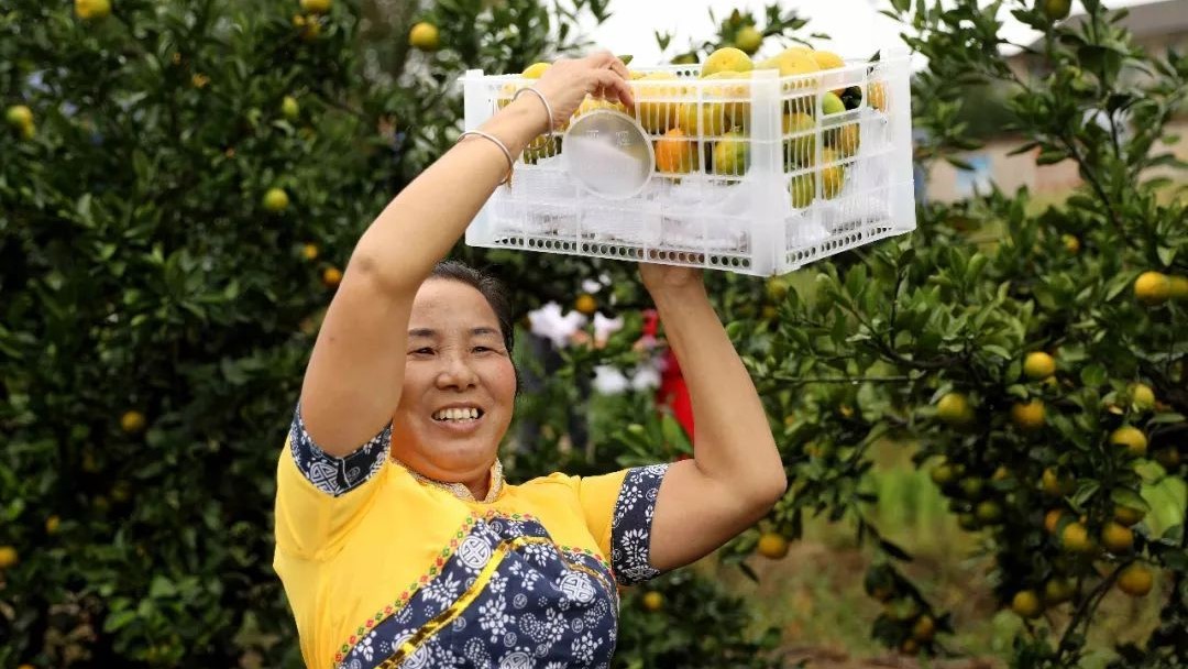智能加分！国内首条柑橘优选生产线落户石门