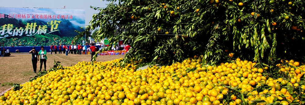 第二十一届湖南石门柑橘节暨文化旅游季将于16日开幕