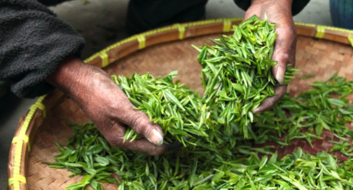 益阳市茶产业规模稳居全省第一、全国第二