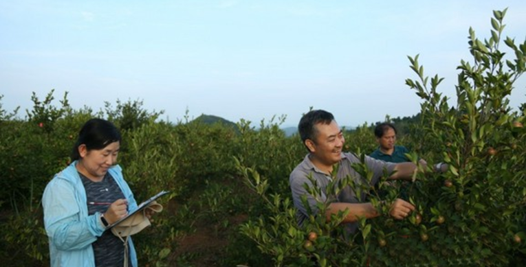 湖南一油茶项目3年创制6个新品种 已推广10.91万亩