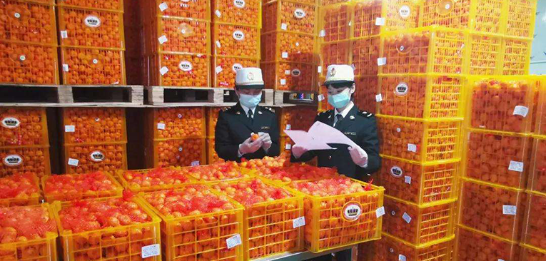 长沙海关助力柑橘出口 今年全省出口柑橘2.32万吨，货值2亿元