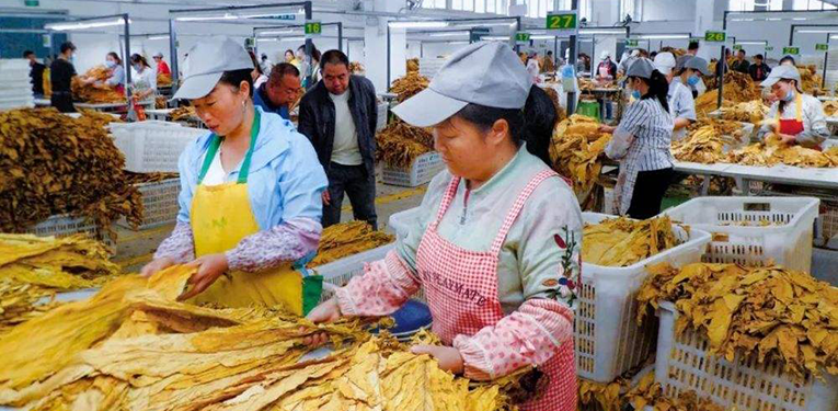 湖南烟叶产业规模居全国第三 烟农户均年收入逾13万元