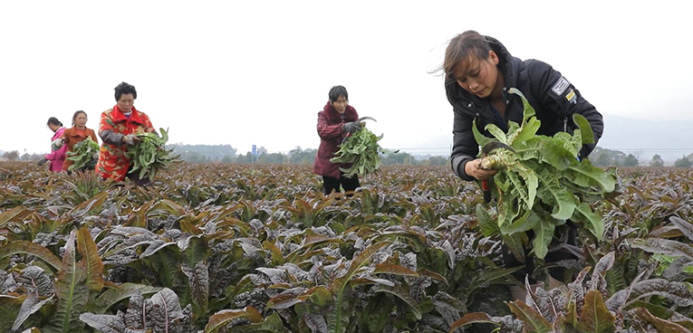 江永县：每天80多吨优质蔬菜供港