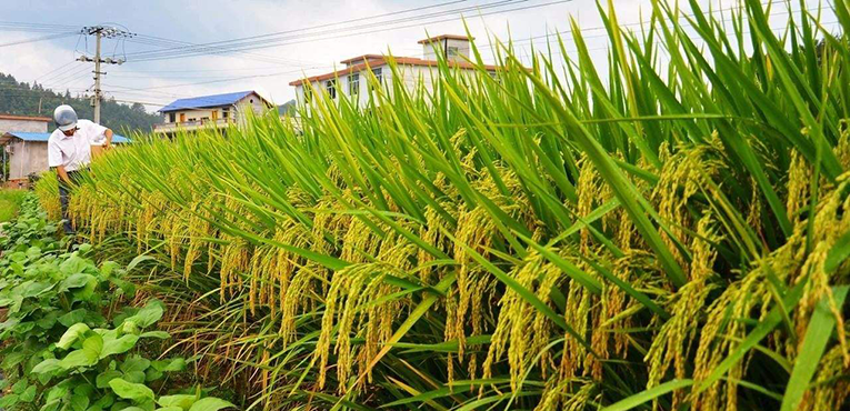 长沙种企喜迎销售“开门红” 隆平高科一场会议订单超千万元