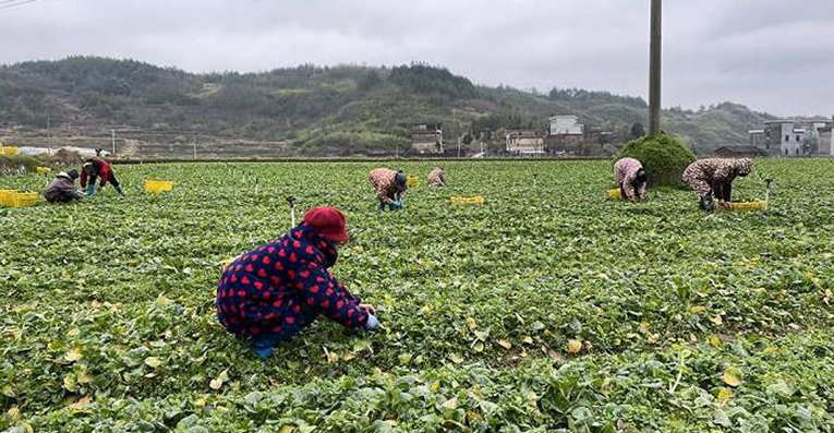 湖南供港蔬菜企业抓紧生产 保障香港“菜篮子”稳定