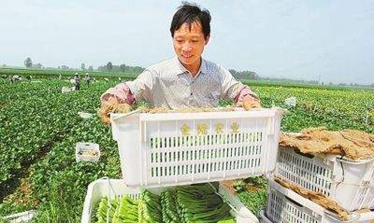 湖南首趟陆海联运供港蔬菜发运 运输成本较陆路运输降低约40%
