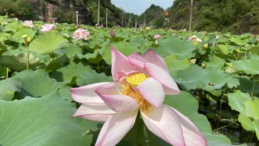 湘潭县花石湘莲特色产业园入选第一批省级农村产业融合发展示范园认定名单