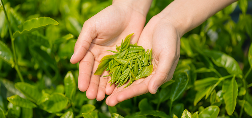 湖南今年首批出口黑茶启运 一季度湖南省茶叶出口量增长37%