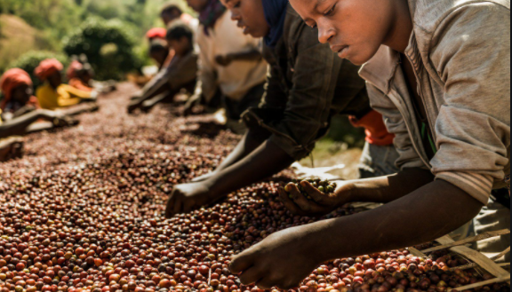 卢旺达辣椒酱、肯尼亚红茶、埃塞俄比亚咖啡……非洲精品首次进入长沙商超体系