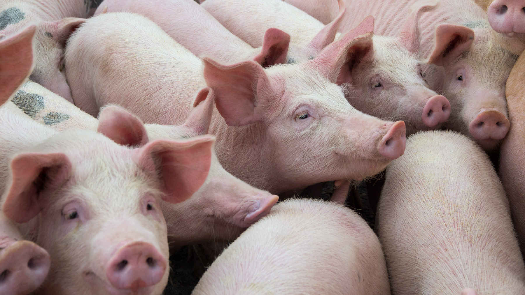 湖南4厅（局）联合发文：进一步加大金融支持力度促进生猪产业稳定发展