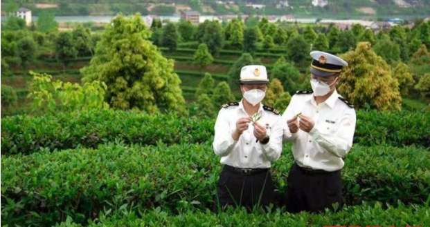 今年以来，湖南已出口茶叶1.13万吨