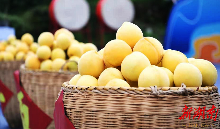 2022年炎陵黄桃开园上市 预计产量7.8万吨