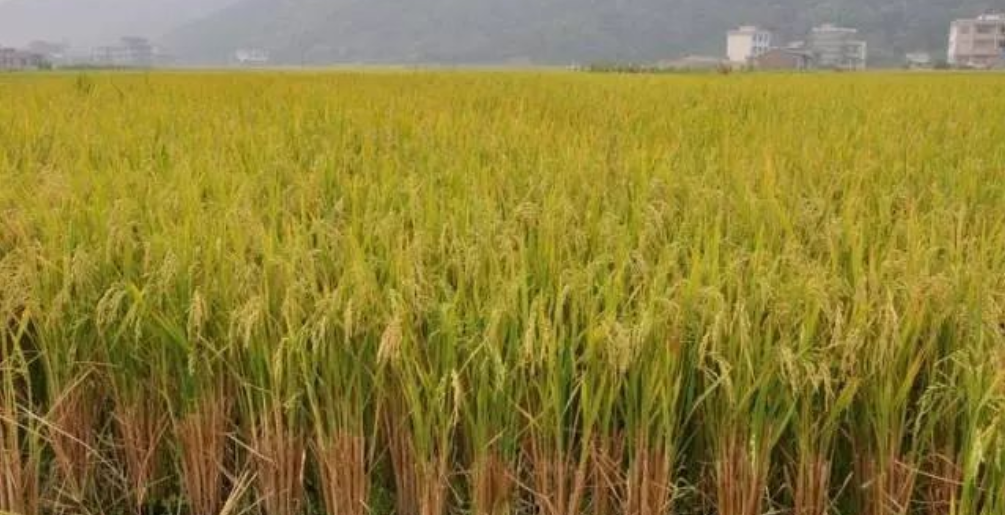 亩产830.8公斤!湖南省再生稻头季高产纪录刷新
