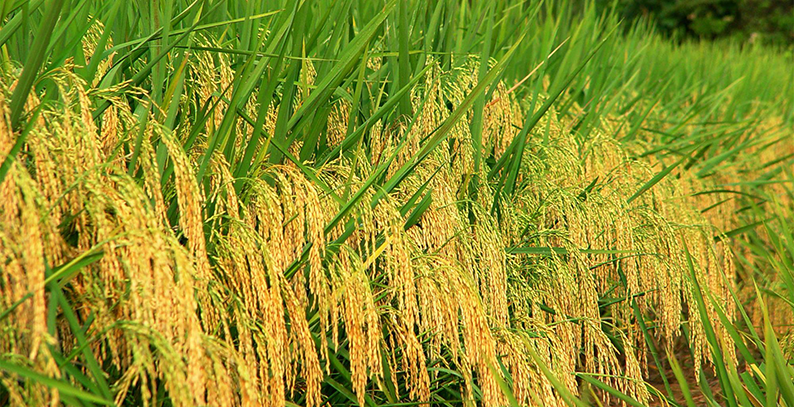 湖南省超级稻高产纪录再次刷新 平均亩产1138.5公斤