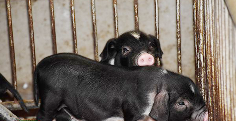 肉价连涨27周！湖南投放储备猪肉2652.26吨