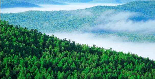 湖南林业产业总产值达5540亿元