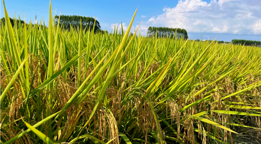 助力农民增收 湖南发布2023年水稻种植推荐品种