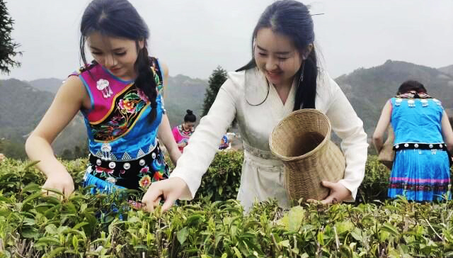 “湘西黄金茶”炒到10万元1斤？ 省市场营销协会倡议：合理定价、理性消费！