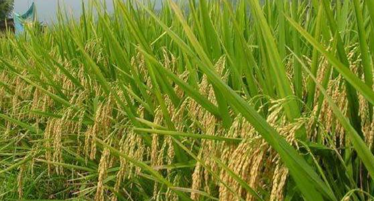 高档优质水稻三系不育系“檀湘A”将走向全球