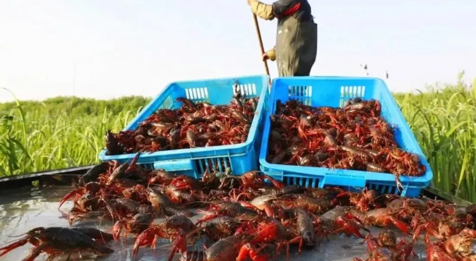 中国小龙虾产业大会在南县举行