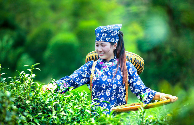 百亿桑植白茶产业的年轻化经营！