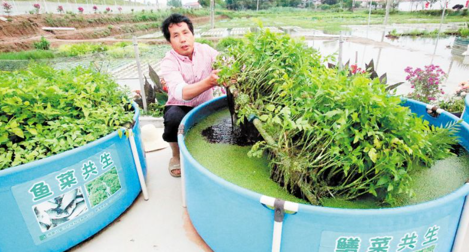 望城农民傅珍检研发的水上种稻技术今年输出达2800亩