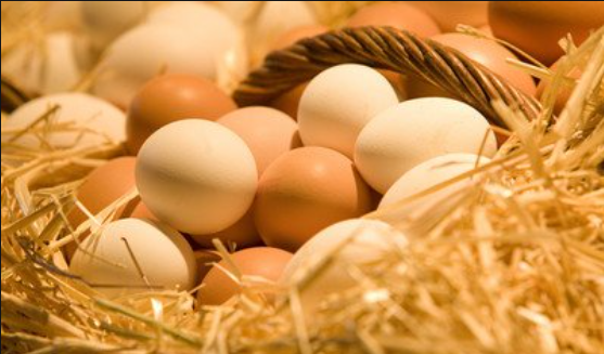 常德鲜鸡蛋香港“吃香” 1至4月供港6161.4吨，市场占有率超两成