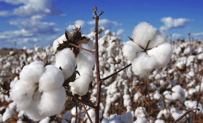 湖南棉纺促销联盟成立 扩大优质棉纺织品消费