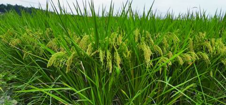 湖南早播面积保持稳定 早稻总产量、商品量、收购量同比略有增长