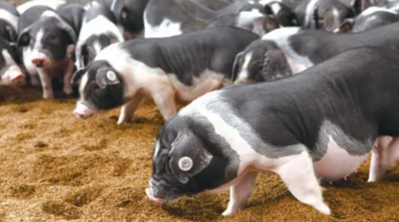 保种与开发良性互促 绥宁花猪直供深圳市场