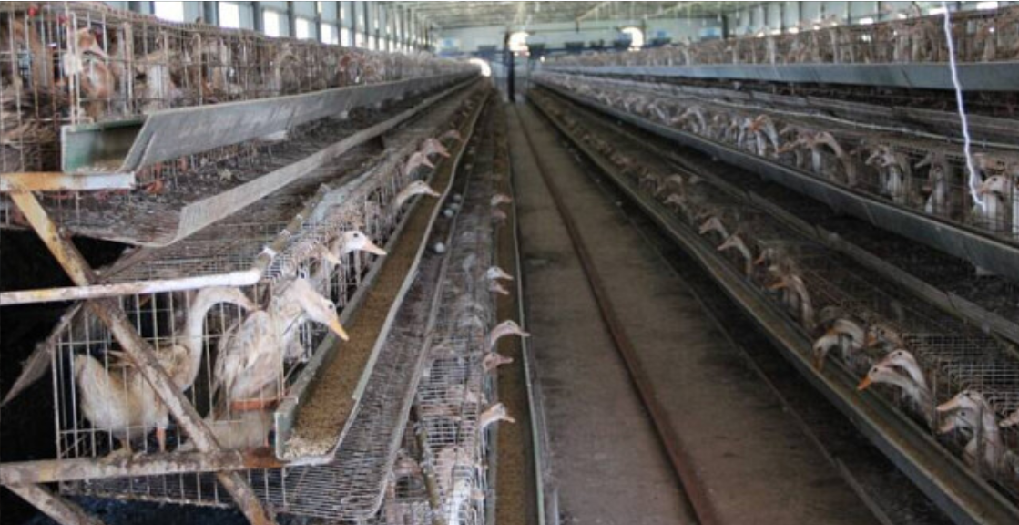 创新蛋鸭养殖模式 衡阳鸭蛋产出15亿元