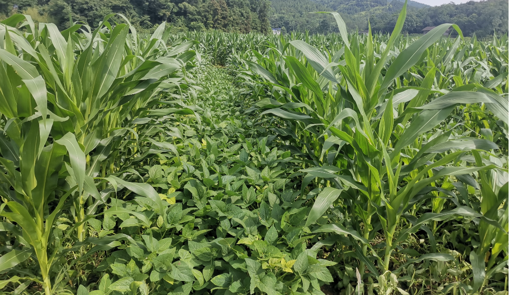 湖南推广大豆玉米带状复合种植110余万亩 示范片预计增产逾8%