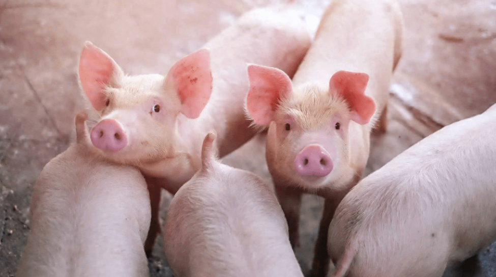 “优质湘猪工程”喜见成效 湖南上半年生猪出栏量全国第一