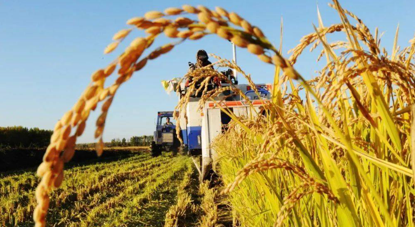 湖南阔步迈向农业强省 粮食总产连续3年超600亿斤