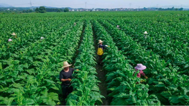 衡阳县烟草种植有方 今年计划种植2万多亩