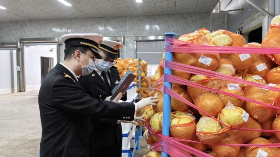 海关出口新鲜果蔬监管模式改革在湘率先落地