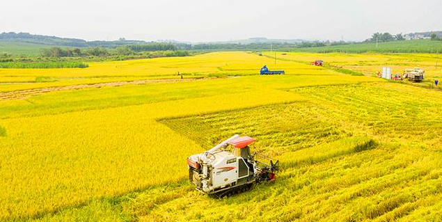 湖南启动2025年中晚稻最低收购价执行预案