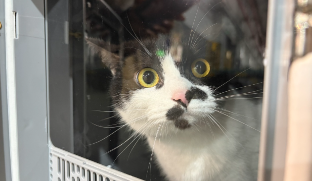 人宠同车不分离,长沙高铁为萌宠打造“高铁头等舱”