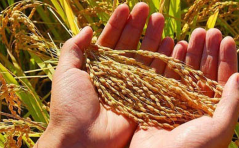 “湘粮出湘”力度空前 2025年突破259万吨,同比增长46%